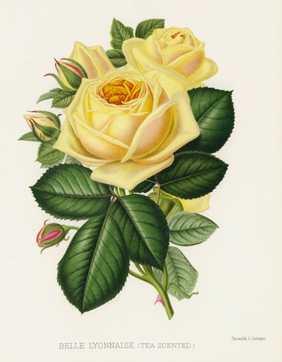 Le Jardin des Roses : Belle Lyonnaise, parfumée au thé - English School